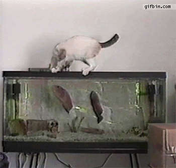 scared fish tank GIF