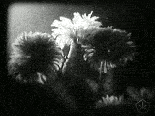 black and white vintage GIF by Okkult Motion Pictures