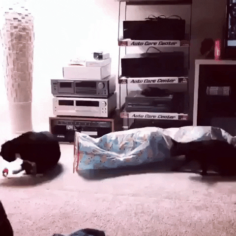 jermbly giphyupload GIF