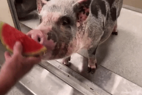 summer pig GIF by Nebraska Humane Society