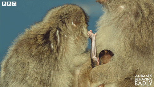 barbary macaque baby GIF by BBC