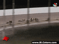 race rabbit GIF