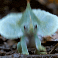 Tree Frog Baby GIF