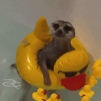 Rubber Duck Ducks GIF by Respective
