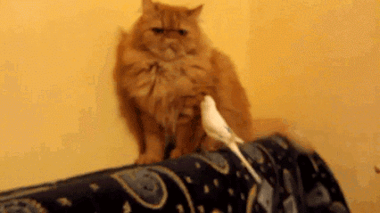 animal planet GIF