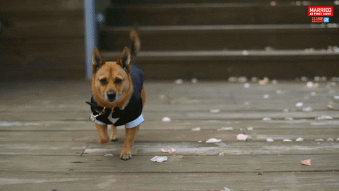 Dog Reaction GIF by Married At First Sight