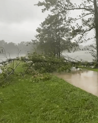 Hurricane Ida Downs Trees in New Orleans