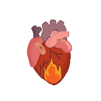 Human Heart Corazon Sticker