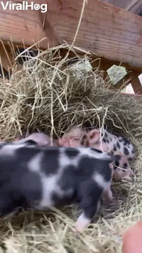 Day Old Piglets Cuddle and Kiss