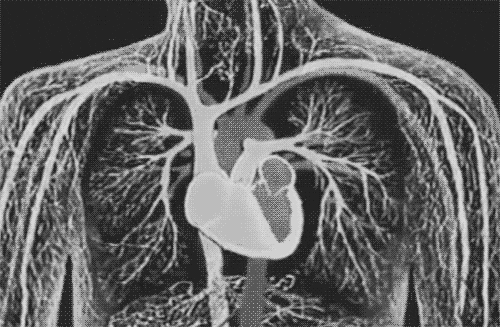 Digital art gif. X-Ray of a body. We see the heart pumping rapidly as the veins glow.