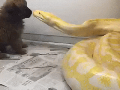 luckyphill giphyupload snake bite puppy GIF