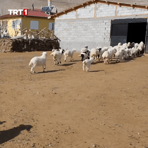Happy See You GIF by TRT