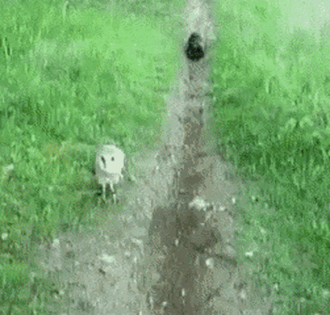garrywatts giphygifmaker GIF