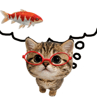Cat Want GIF