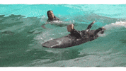 Water Park Summer GIF by les Sommets