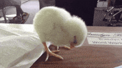 fall standing GIF