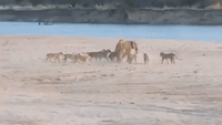 Elephant Somehow Manages to Fend off Lion Attack