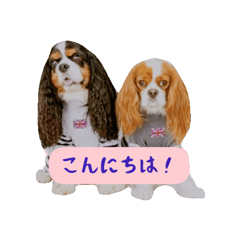 Cavalierkingcharlesspaniel Sticker