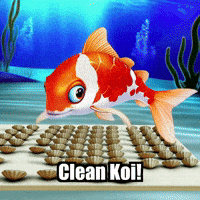 Koi Fish Community GIF by TheConfishius
