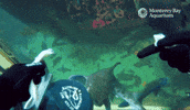 Leopard Shark Dive GIF by Monterey Bay Aquarium