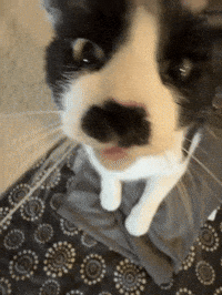333Remys GIF