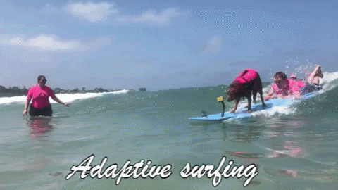 SurfDogRicochet giphygifmaker adaptive surfing GIF