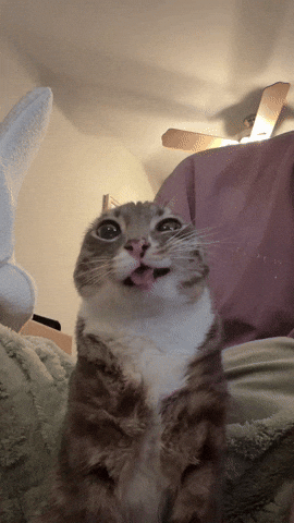 Silly Cat GIF