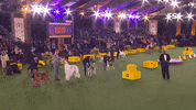 Westminster Dog Show Trumpet GIF by Westminster Kennel Club