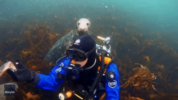 Seals Compete for Diver's Attention Off Northumberland Coast