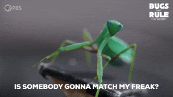 Searching Praying Mantis GIF by PBS