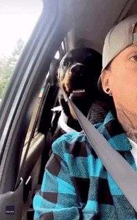 Dog Tries to Bite Passing Cars From Back Seat Window