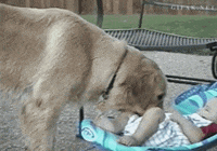 analogy bf GIF