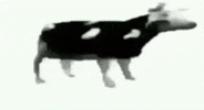 Dance Dancing GIF