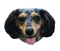 1pointSKYDIVE hotdog dachshund lulu weenie Sticker