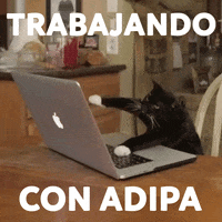 Academia GIF by Adipa