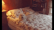 You Sexy Thing GIF by Zella Day