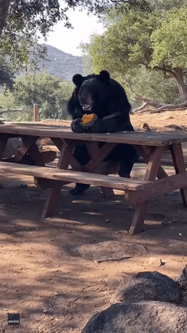 Bear Sits at Picnic Table Like Human to Eat Gourd