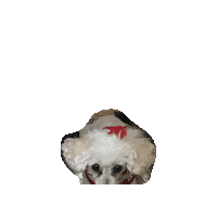 Dog Poodle Sticker by chuber channel