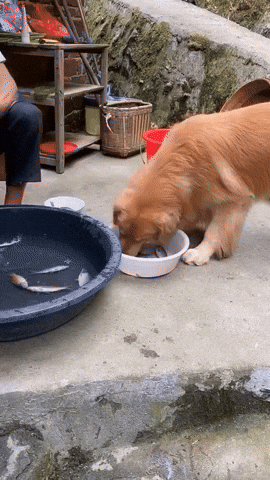 cuteanimalland giphyupload GIF