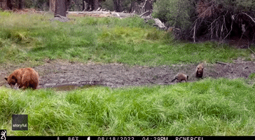 Bear Cubs Have Super-Cute Sparring Session in Lake Tahoe