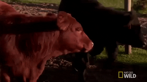 incredible dr pol cow GIF by Nat Geo Wild