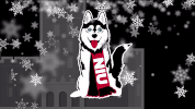 Niu Huskiepride GIF by Northern Illinois University