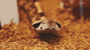hey you snake GIF by MOOT