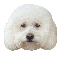 syddesignsocial dog mood monday ugh Sticker