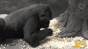 Food Popcorn GIF by Brookfield Zoo