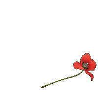 Flower Natuur Sticker by Natuurmonumenten