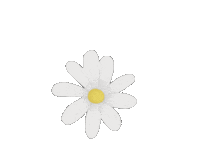 Maximeee white flower drawing daisy Sticker