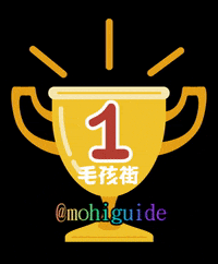 mohiguide dog mohi mohiguide GIF