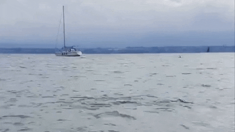 thetallis giphygifmaker GIF