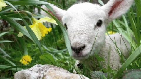 easter lamb GIF